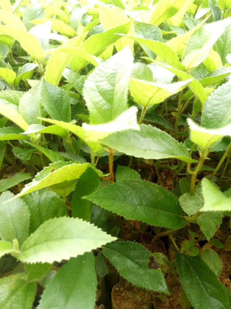 五指毛桃种苗！煲汤药用都可以…：：：！！