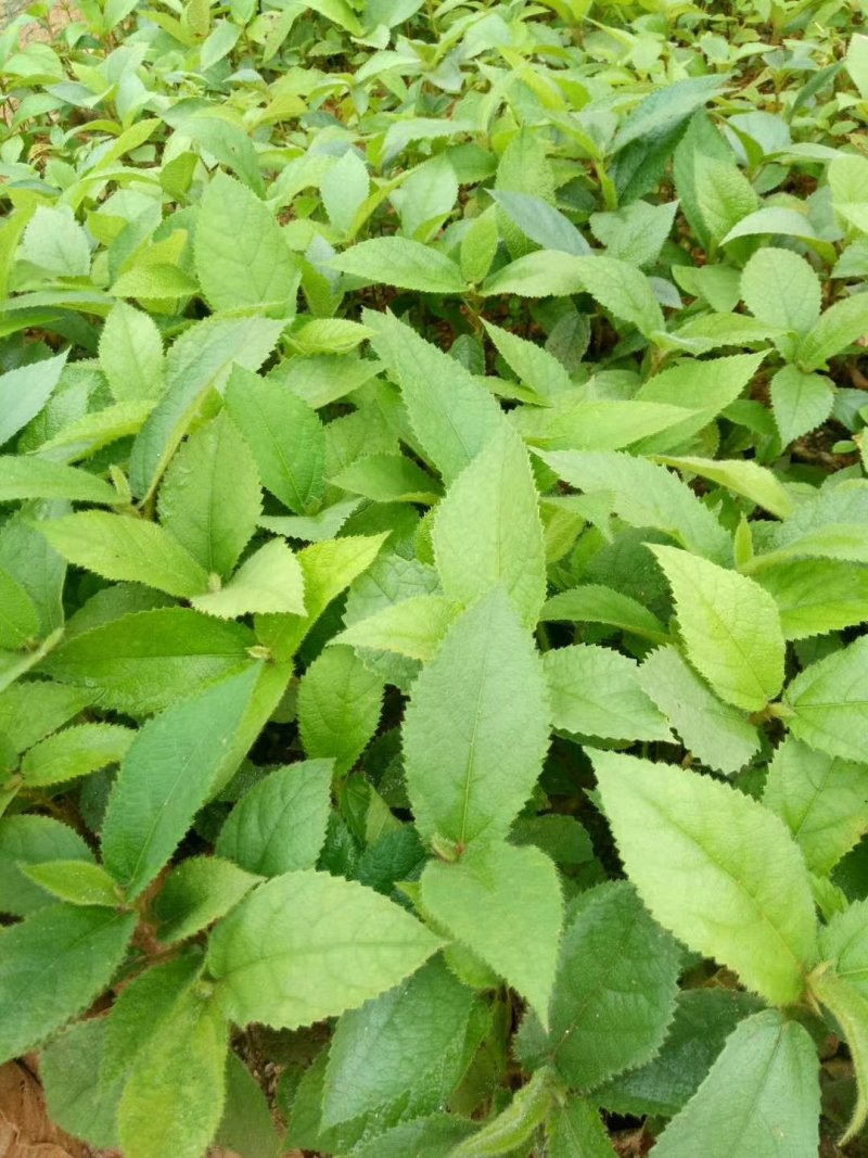 五指毛桃种苗！煲汤药用都可以…：：：！！