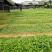 五指毛桃种苗！煲汤药用都可以…：：：！！