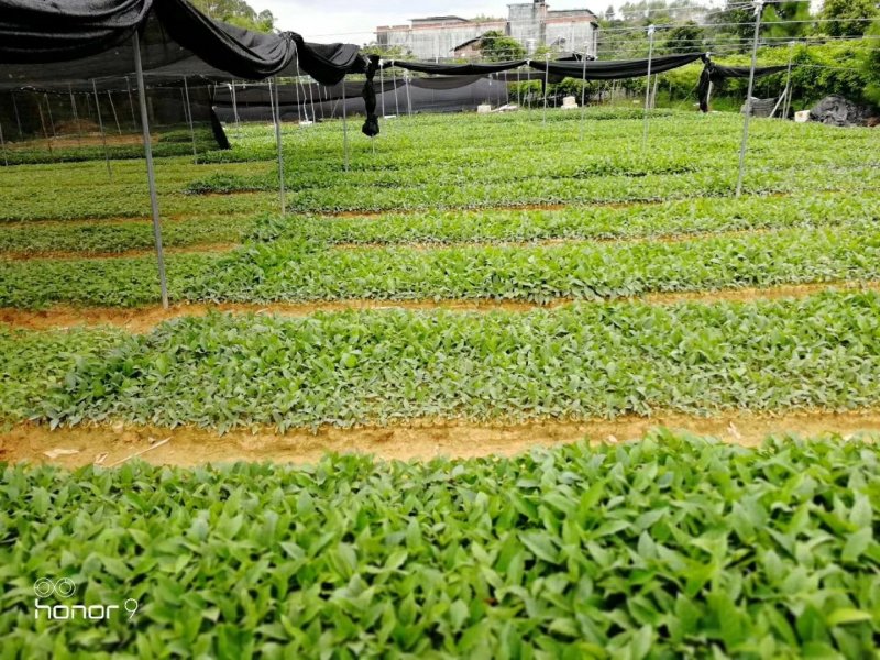 五指毛桃种苗！煲汤药用都可以…：：：！！