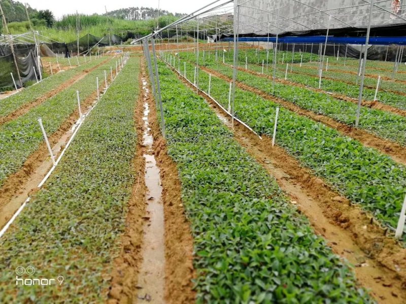 五指毛桃种苗！煲汤药用都可以…：：：！！