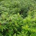 五指毛桃种苗！煲汤药用都可以…：：：！！