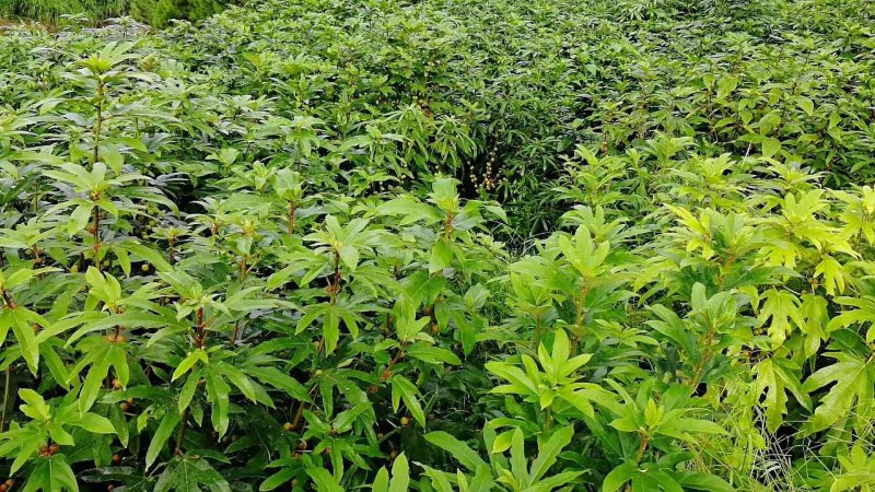 五指毛桃种苗！煲汤药用都可以…：：：！！