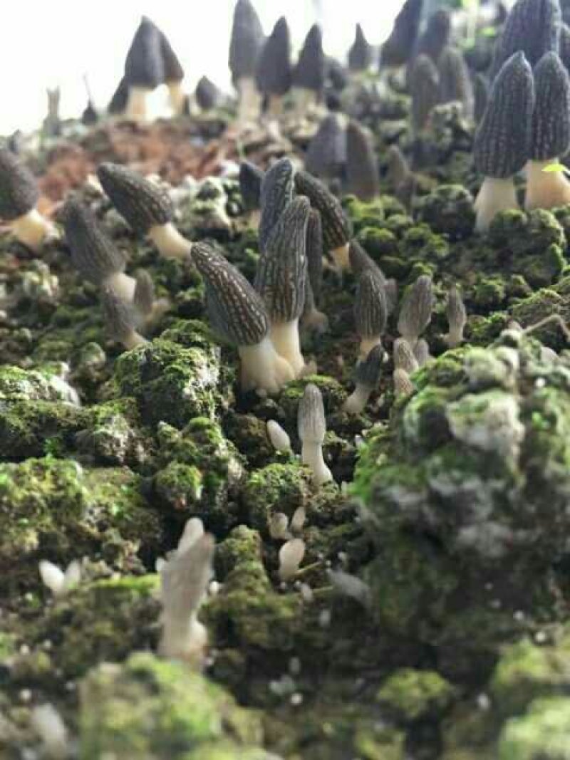 羊肚菌菌种少面积试种零售送种植管理技术资料包回收