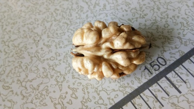 新鲜薄皮老树核桃，5公斤起卖包邮