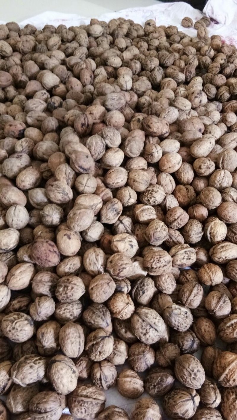 新鲜薄皮老树核桃，5公斤起卖包邮