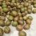 新鲜薄皮老树核桃，5公斤起卖包邮