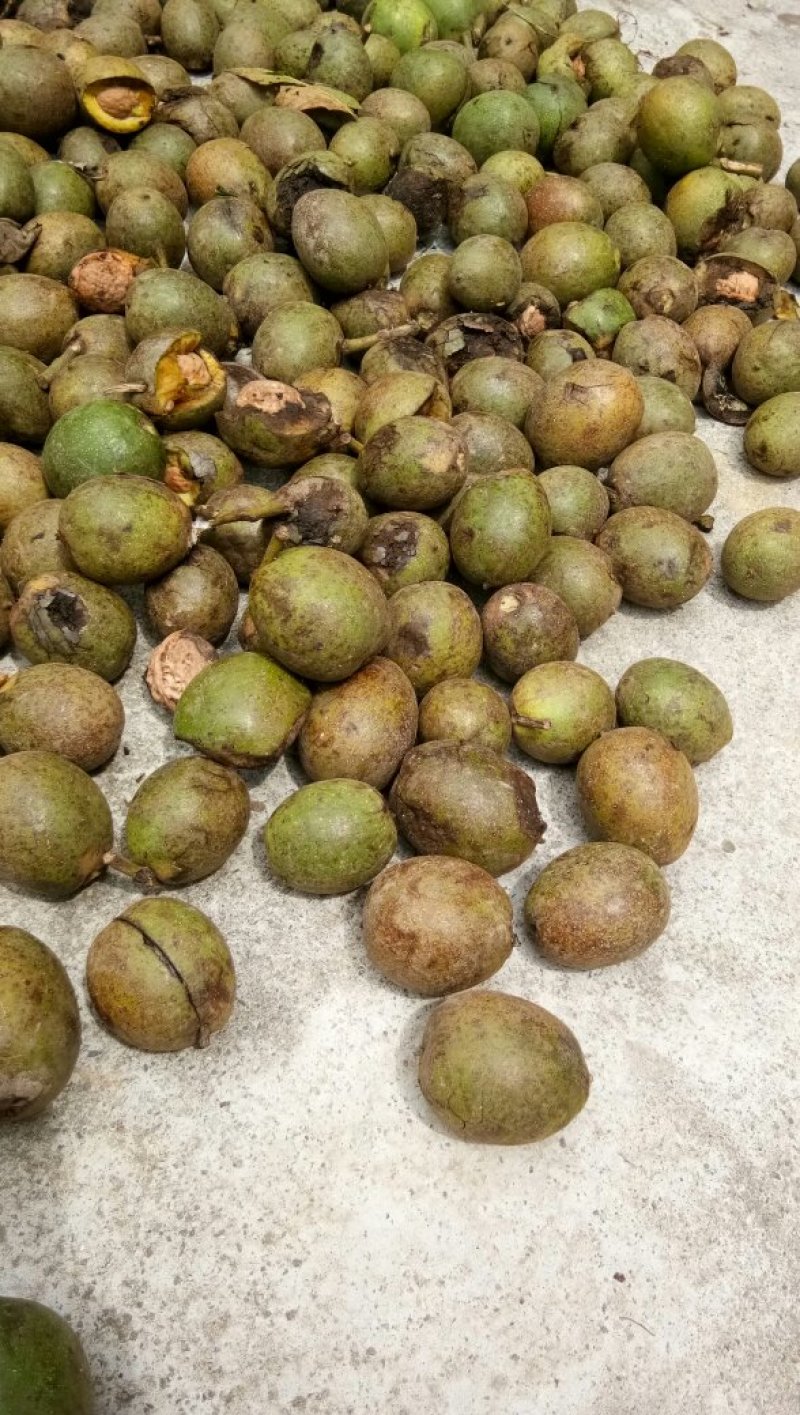 新鲜薄皮老树核桃，5公斤起卖包邮