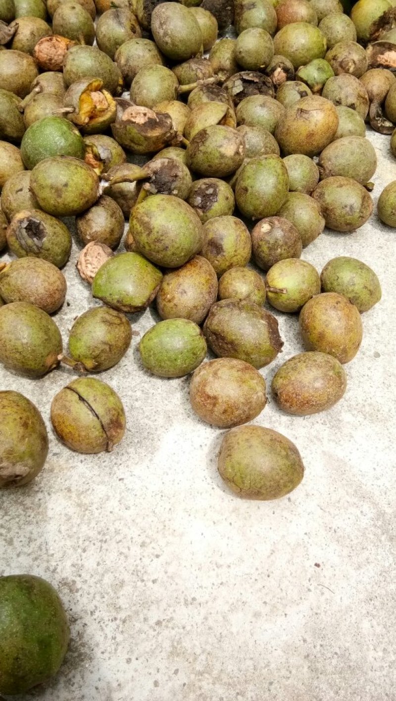 新鲜薄皮老树核桃，5公斤起卖包邮