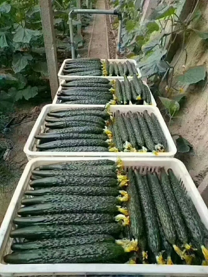 大量供应黄瓜