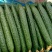 大量供应黄瓜