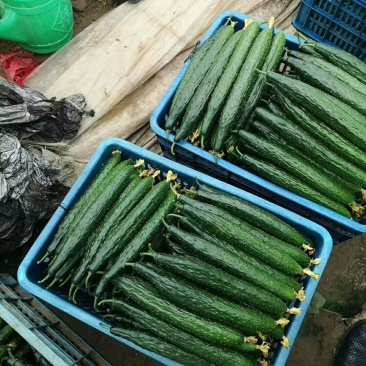 大量供应黄瓜