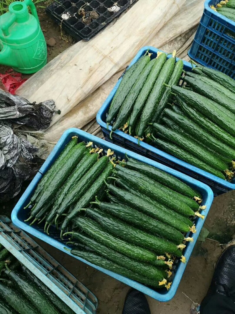大量供应黄瓜