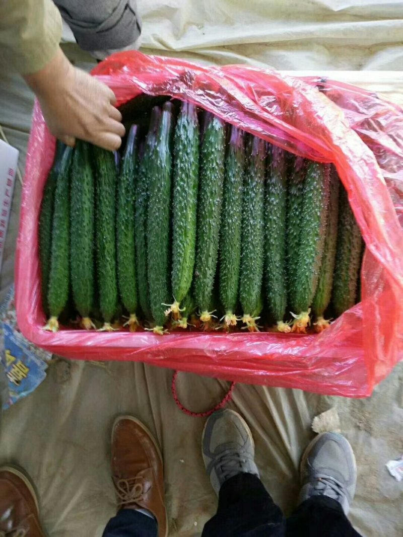大量供应黄瓜