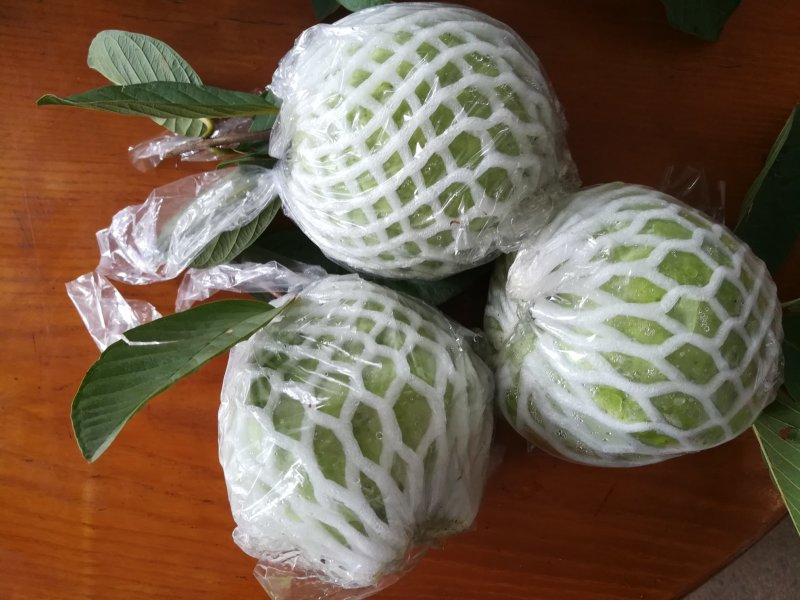 番石榴