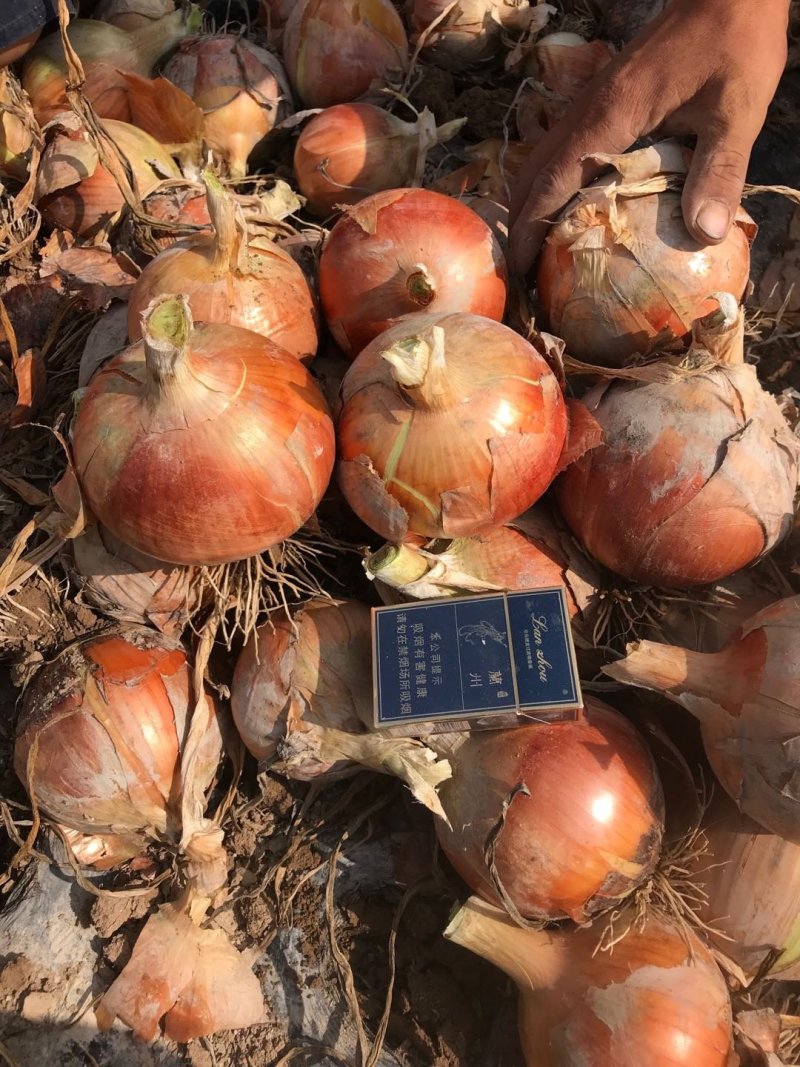 甘肃玉门大量黄皮洋葱上市