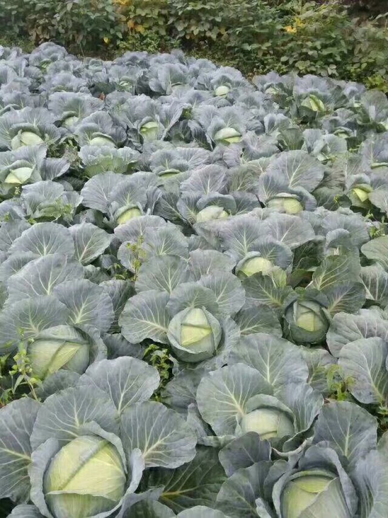 平头铁包
