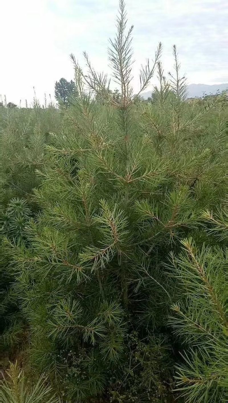 销售白皮松侧柏