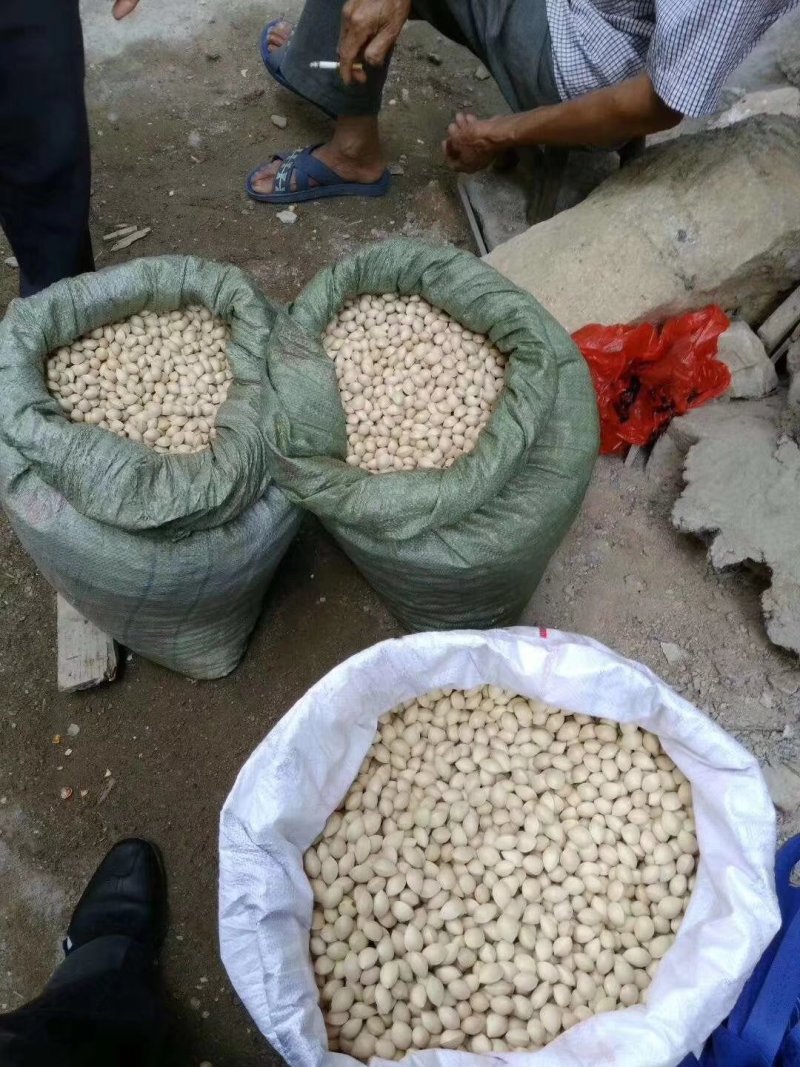出售新鲜的农家特产白果