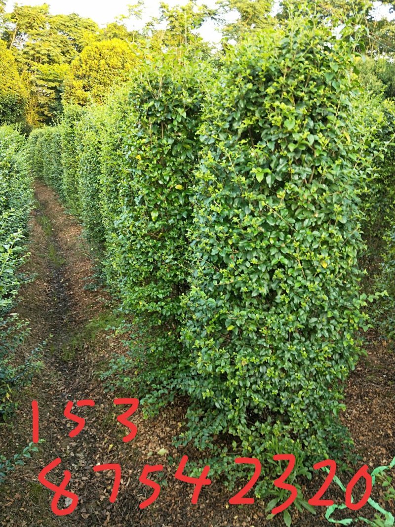 小叶女贞4cm以下