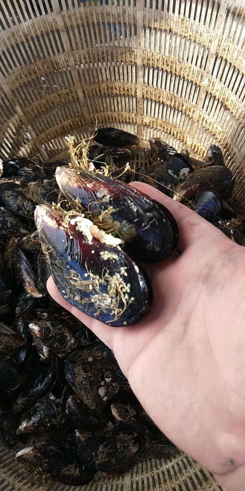 青口贝