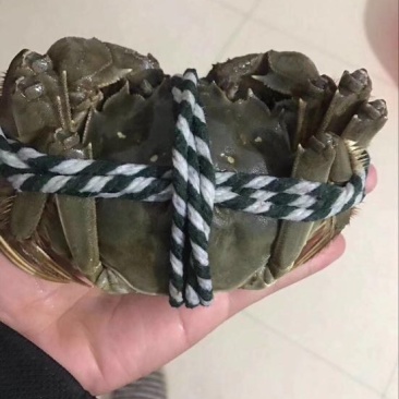 螃蟹食用雄蟹