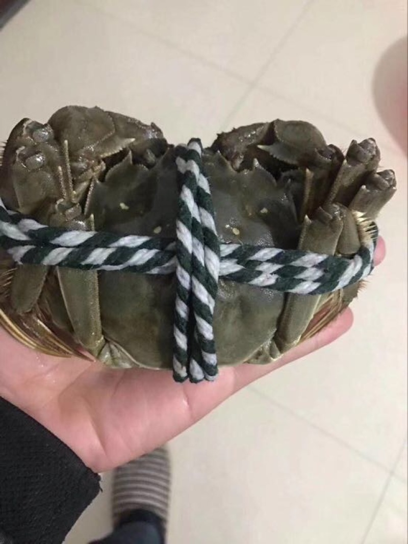 螃蟹食用雄蟹