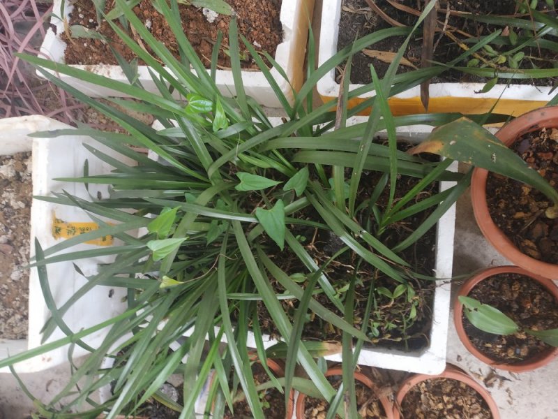 兰花，石斛，蜜蜂兰，多花兰