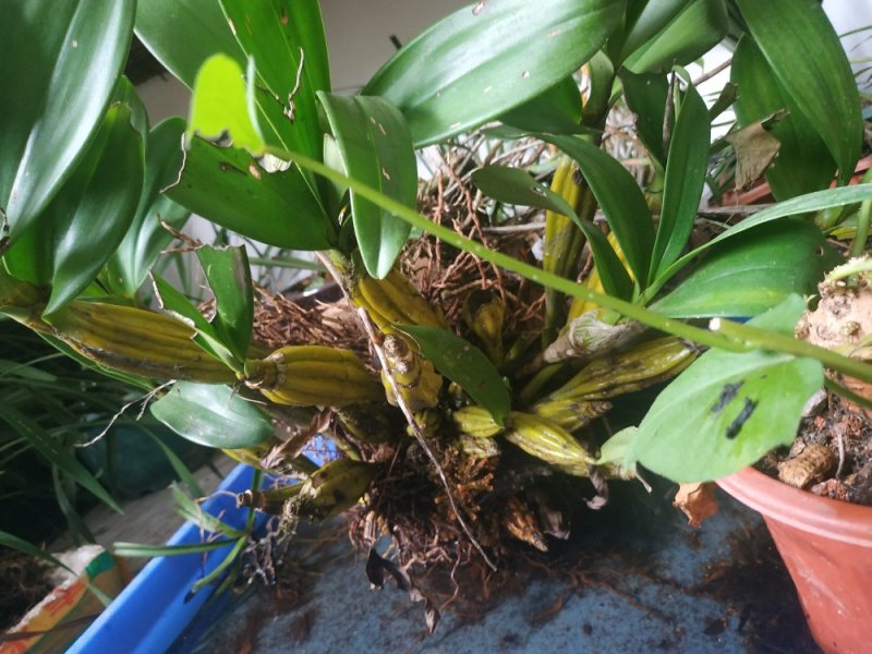 兰花，石斛，蜜蜂兰，多花兰