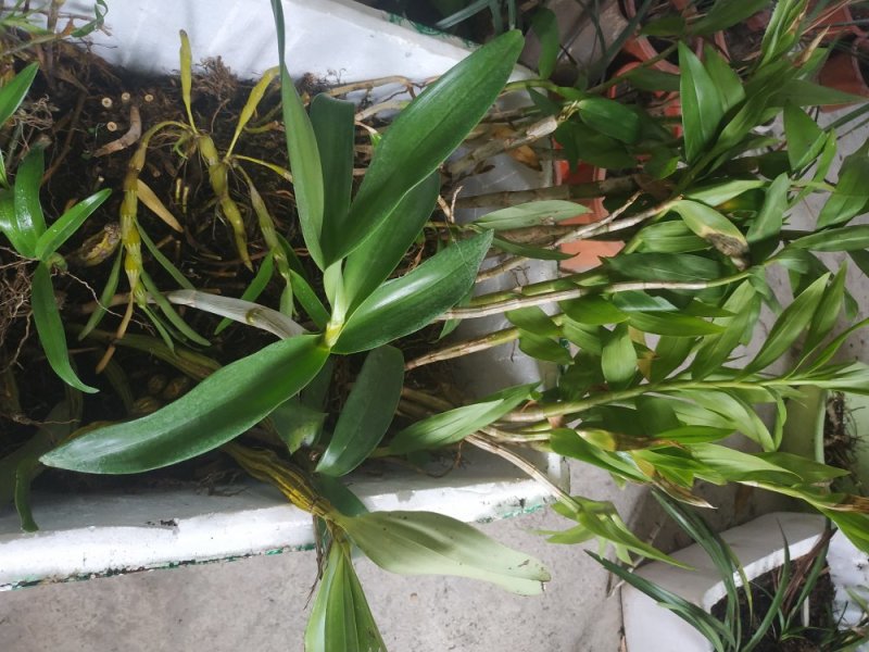 兰花，石斛，蜜蜂兰，多花兰