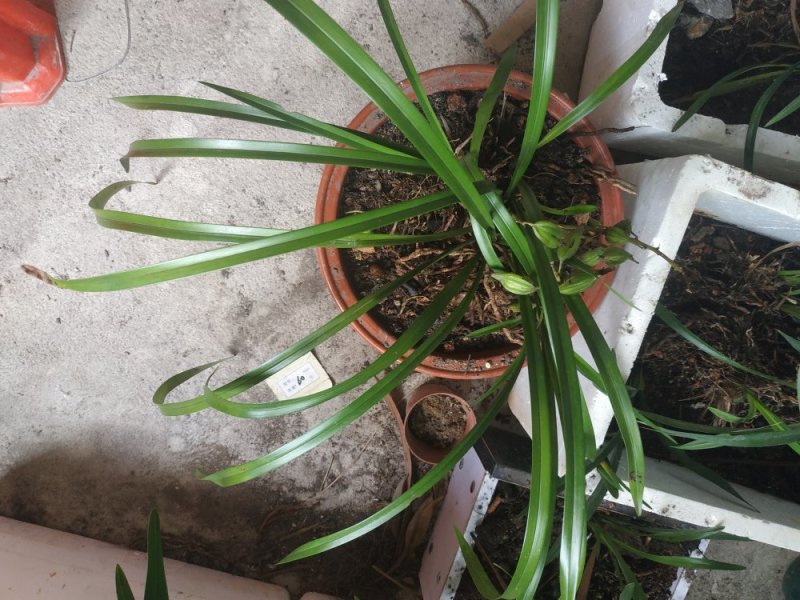 兰花，石斛，蜜蜂兰，多花兰