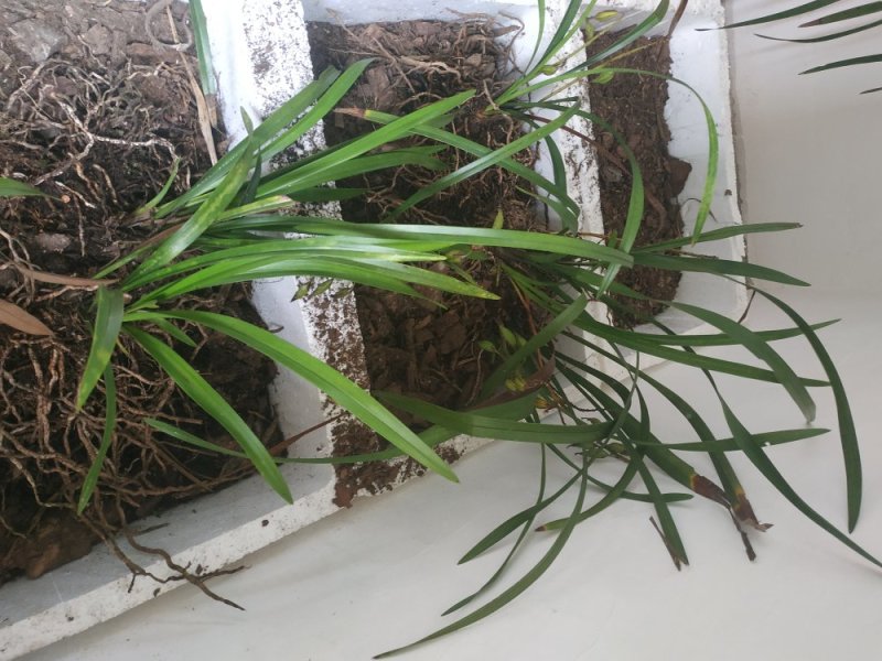 兰花，石斛，蜜蜂兰，多花兰