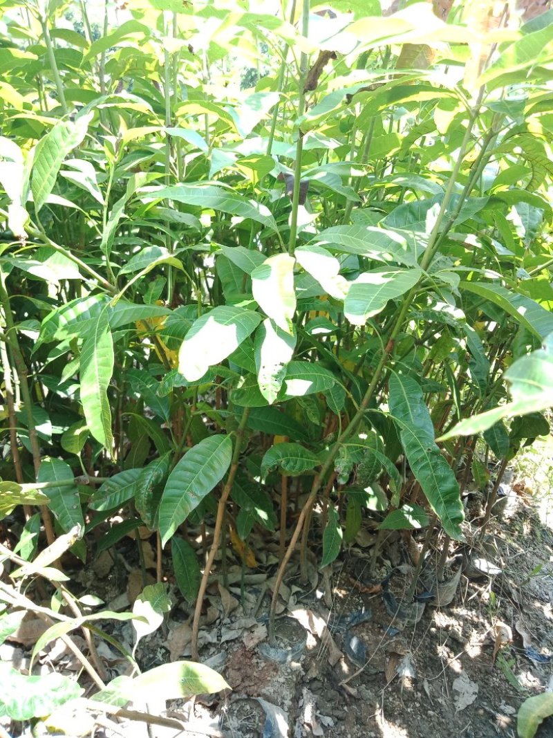 各种不同规格养杯苗芒果苗
