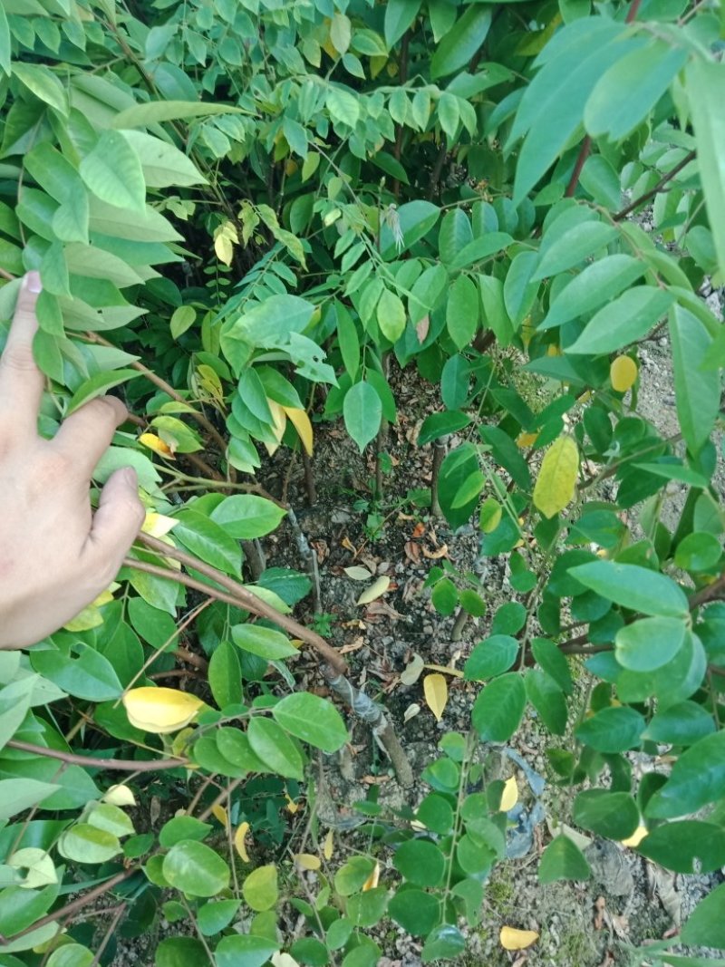 各种不同规格营养杯苗杨桃苗