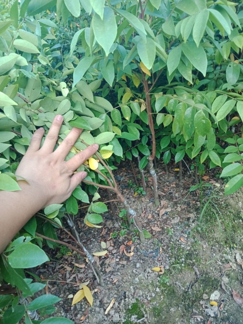 各种不同规格营养杯苗杨桃苗