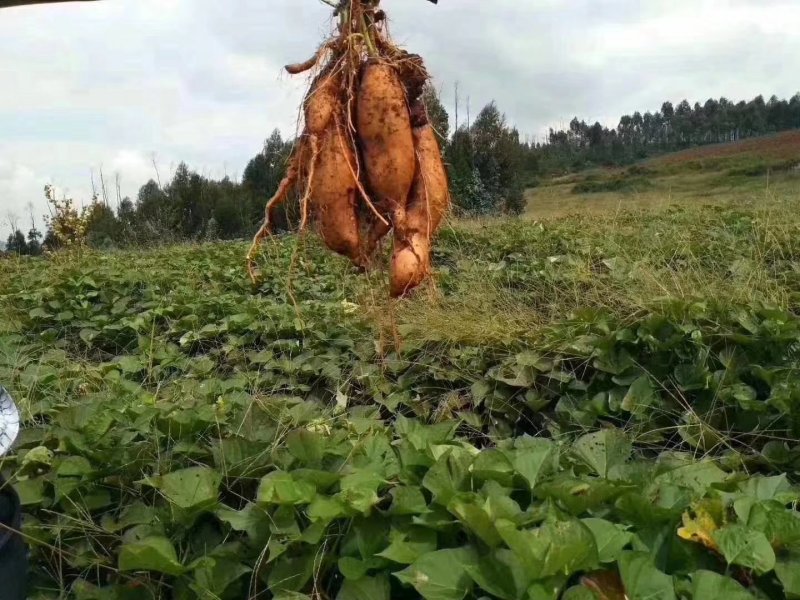 建水的土质特别适合种红薯，它的红薯的口感是又甜又面适