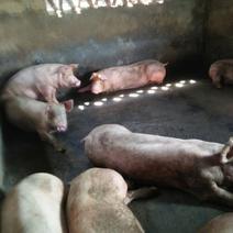 广西博白县大，中，小猪20一350斤供应