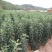 123苹果苗，抗寒，产量高