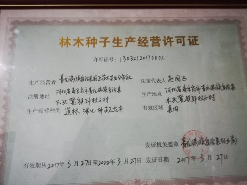 123苹果苗，抗寒，产量高
