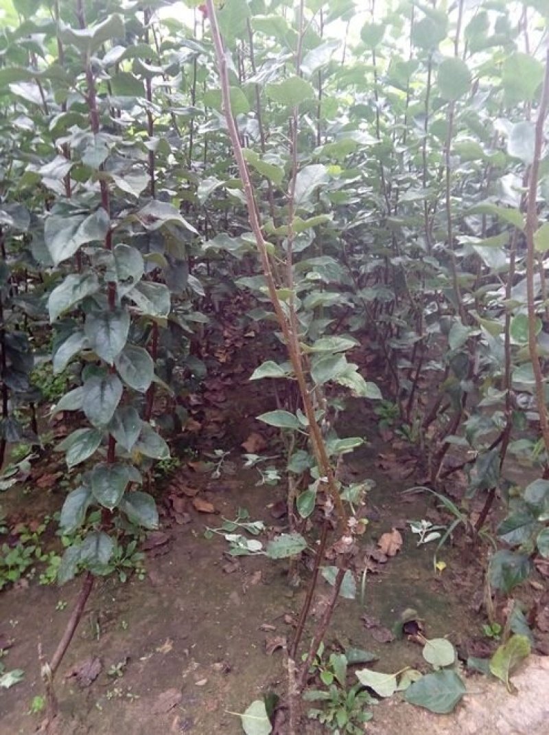 123苹果苗，抗寒，产量高