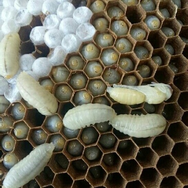 土蜂蛹