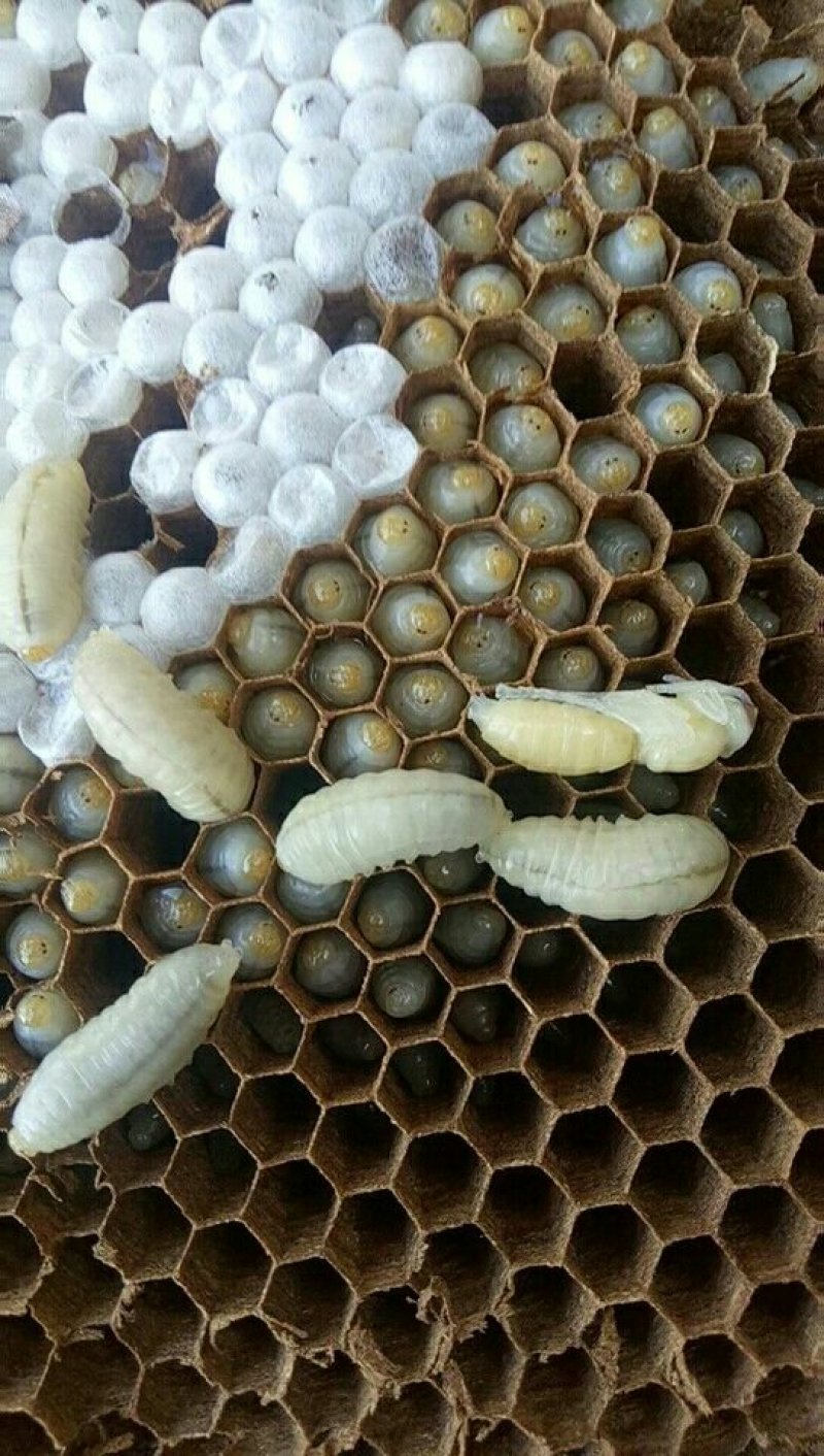 土蜂蛹