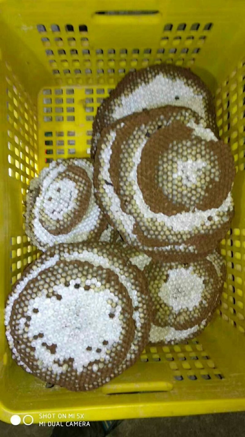 土蜂蛹