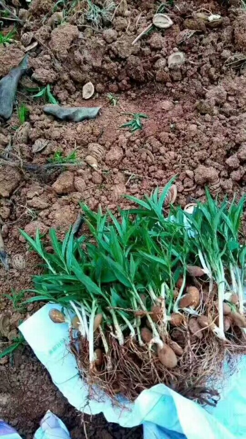 毛桃种子芽苗桃树种子嫁接新品种量大优惠