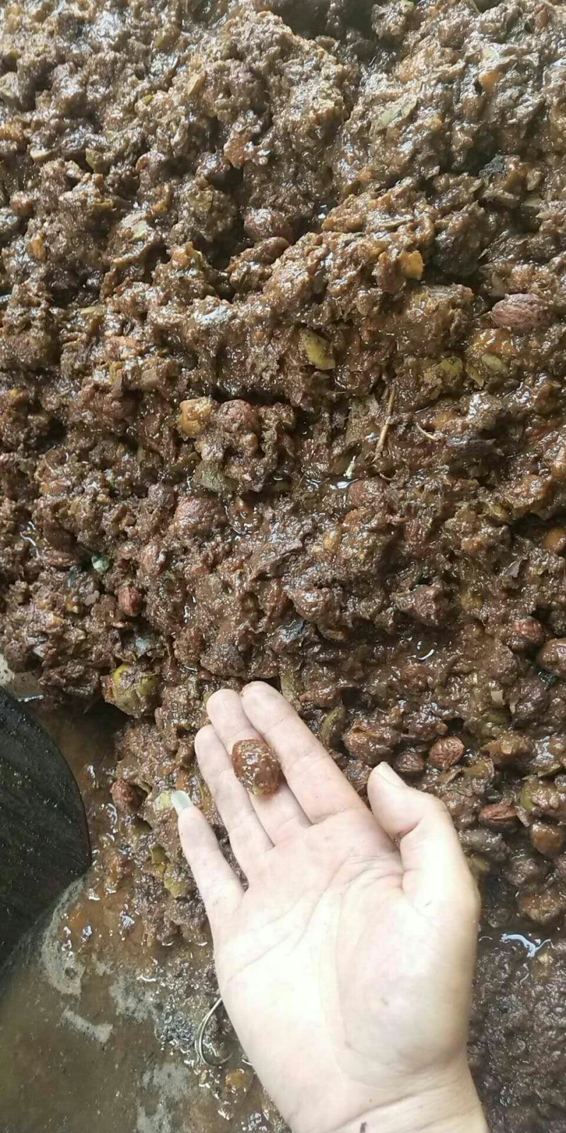 毛桃种子芽苗桃树种子嫁接新品种量大优惠