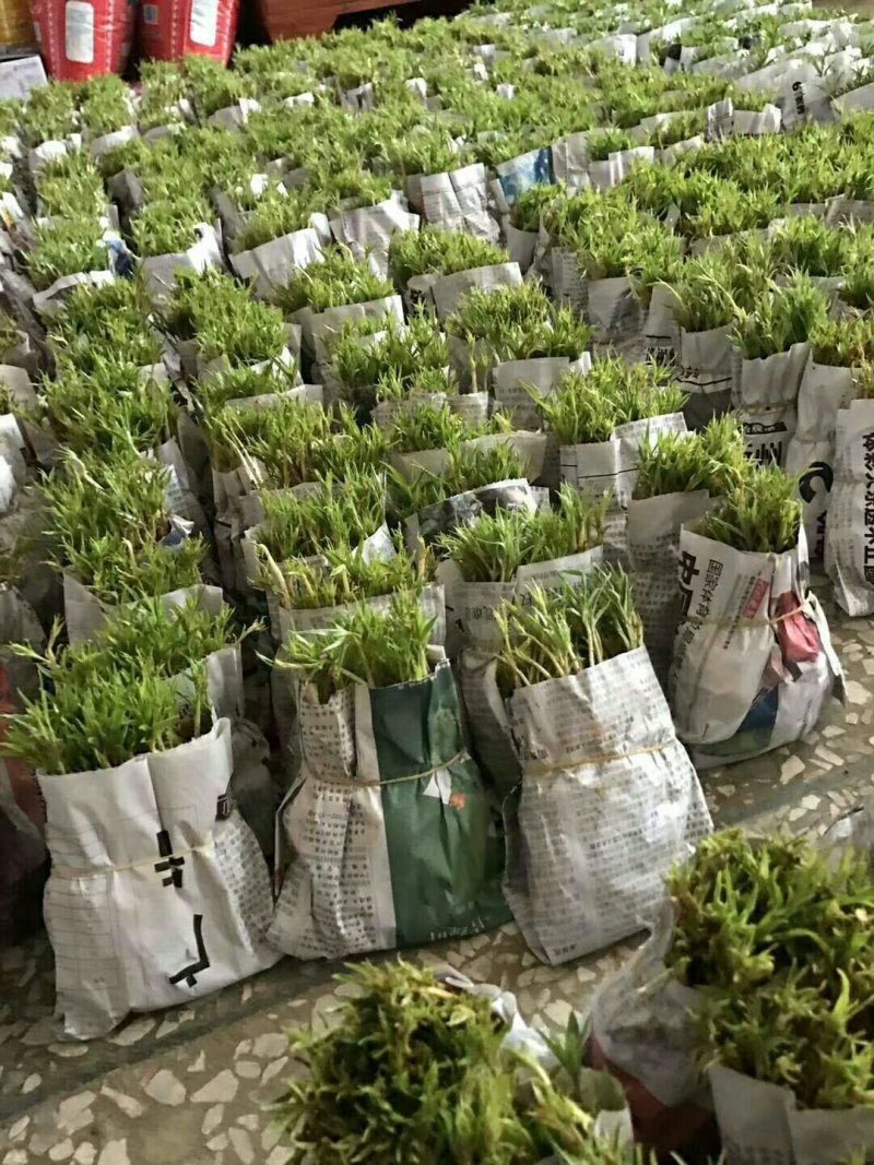毛桃种子芽苗桃树种子嫁接新品种量大优惠