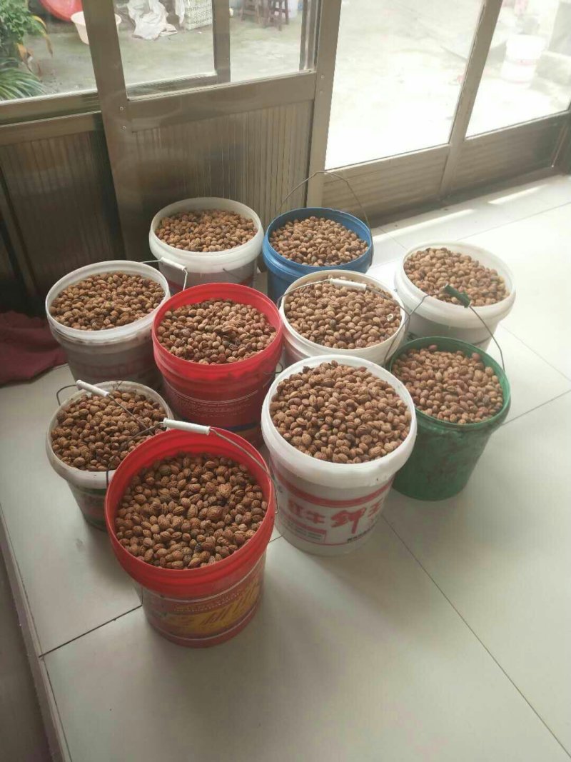 毛桃种子芽苗桃树种子嫁接新品种量大优惠