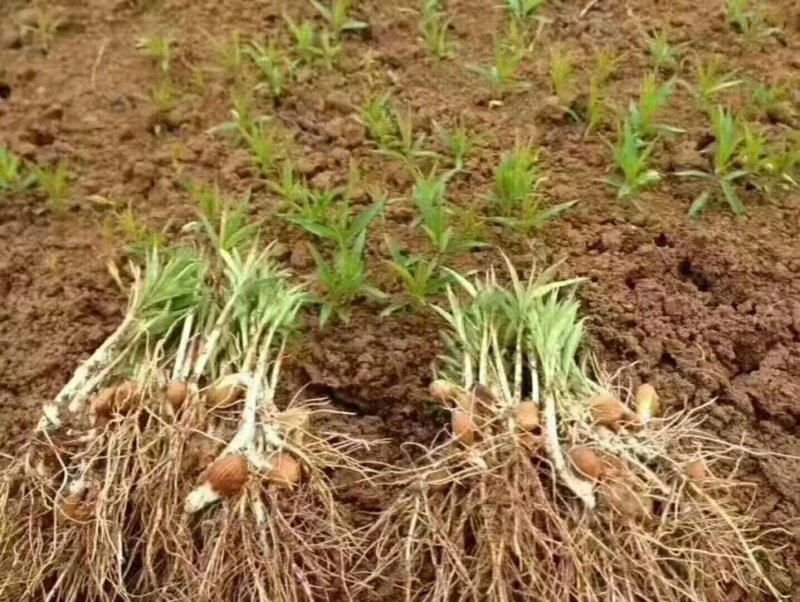 毛桃种子芽苗桃树种子嫁接新品种量大优惠