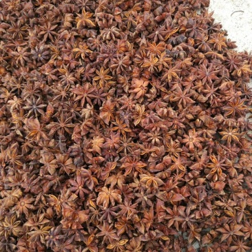 广西八角烫水果无硫磺秋大料一级货
