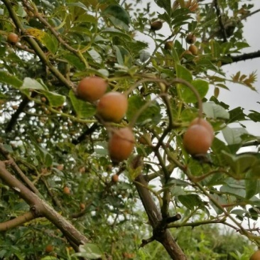 金樱子，新鲜干货